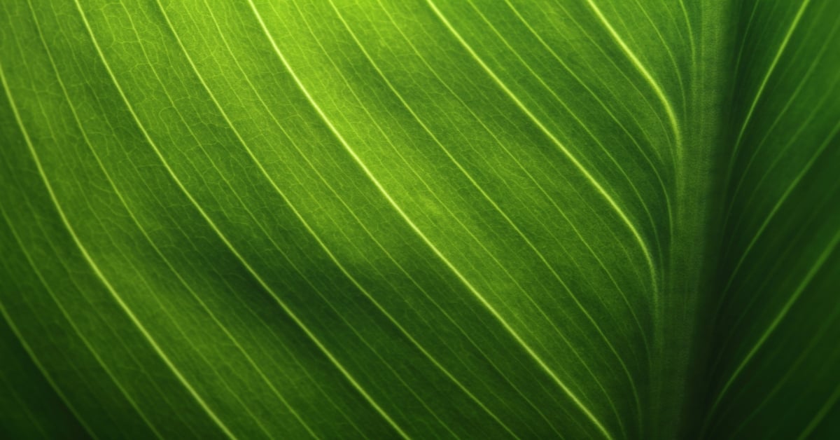 Leaf Background